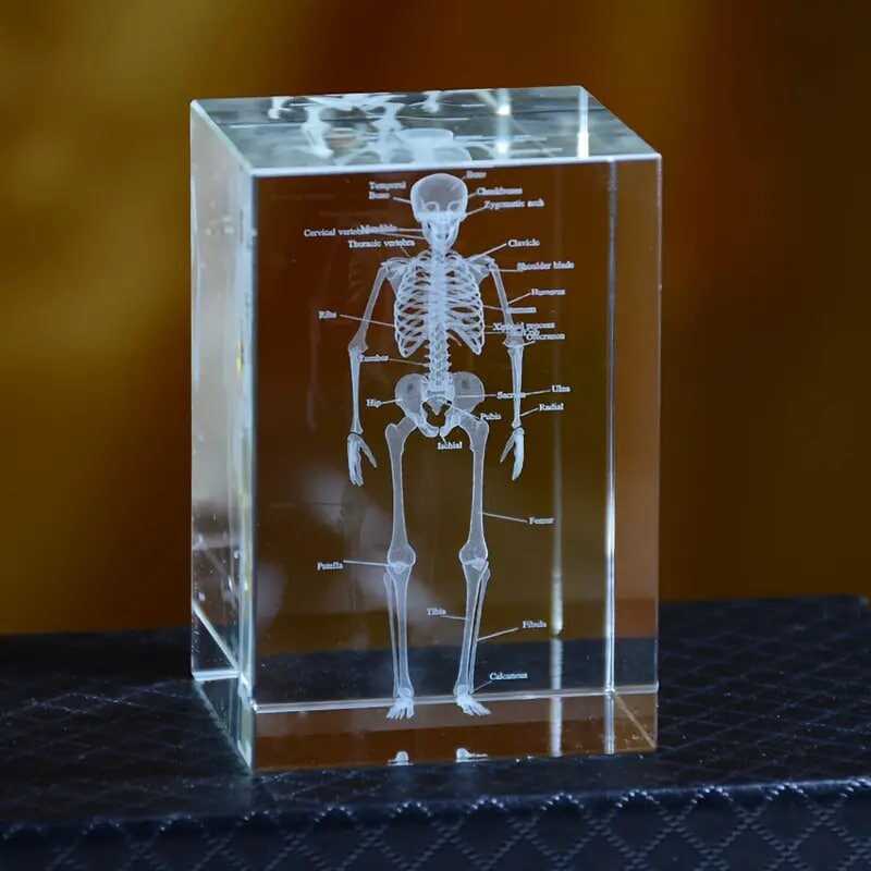 3D Scientific And Educational Solid Crystal Laser Engraving Bone Model Decoration